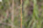 Variableleaf sunflower